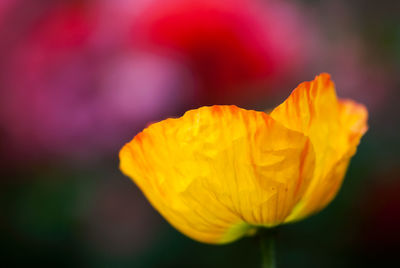 Close-up of yellow rose flower