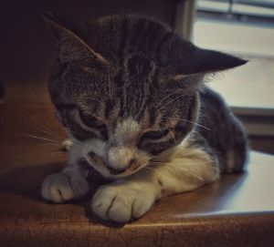 Close-up portrait of cat