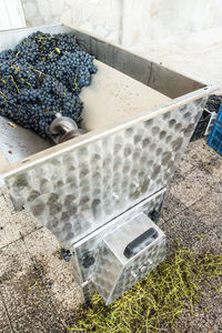 High angle view of grapes on field