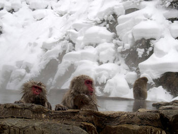 View of monkey on rocks during winter
