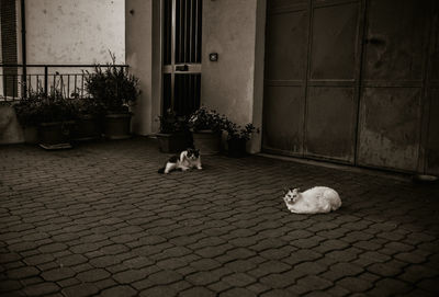 Cat sitting on street in city