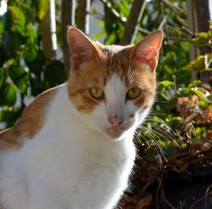 Close-up portrait of cat by plants