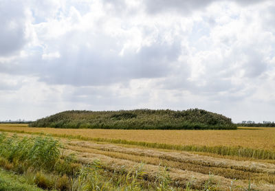 Scenic view of agricultural field against sky