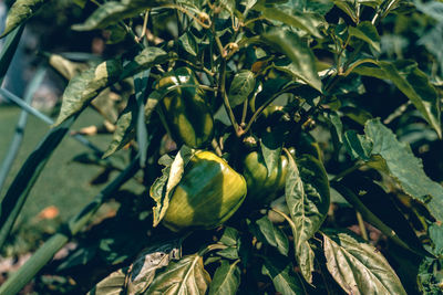 Close-up of a bell pepper plant