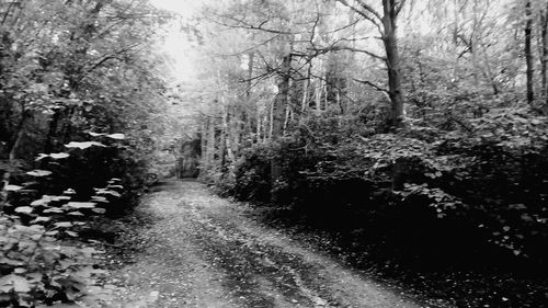Road amidst trees in forest