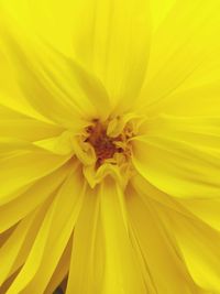 Close-up of yellow flower