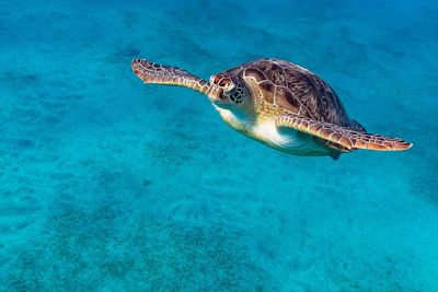 Turtle swimming in sea