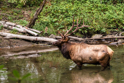 Deer in forest