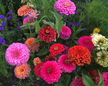 Pink flowers blooming in garden