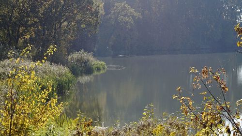 Scenic view of lake by trees in forest
