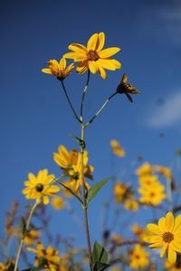 Close-up of bee on yellow cosmos flowers against clear sky