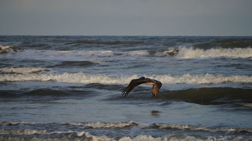 Bird on sea shore against sky
