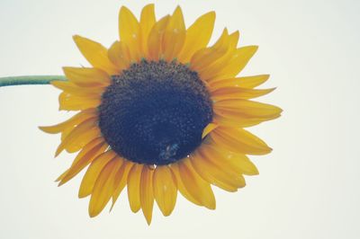 Close-up of sunflower