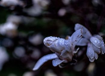 Close-up of water drops on flower