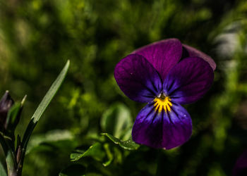 Close-up of purple flowers blooming outdoors