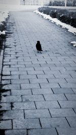 High angle view of bird on cobblestone