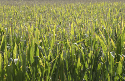 A corn field or maize field in agricultural cultivation and production