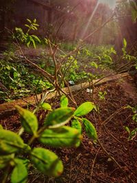 Close-up of plant growing on field