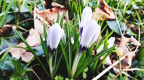 Close-up of flowers blooming outdoors