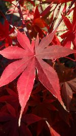 Close-up of red maple leaves