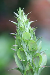 Close-up of plant growing outdoors