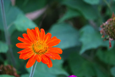 Close-up of orange flower