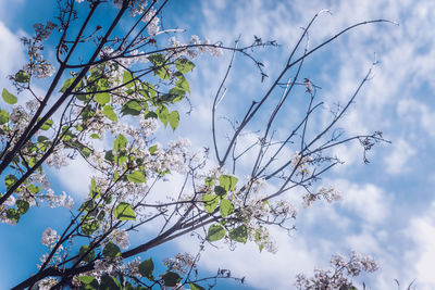 Low angle view of flowering tree against sky