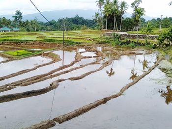 Scenic view of agricultural field against sky