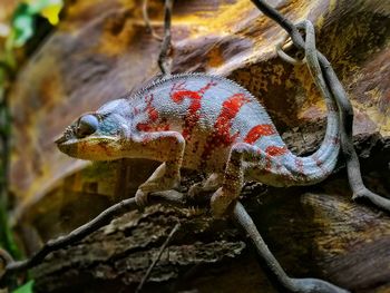 Close-up of lizard on tree