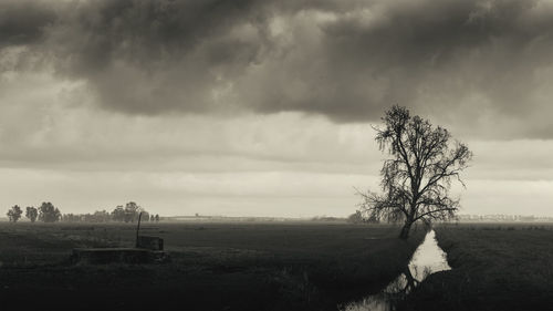 Single tree by agricultural field against sky