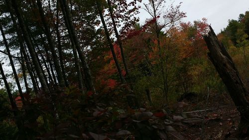 Trees in forest