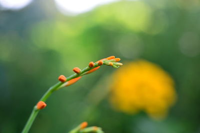 Close-up of yellow flower buds