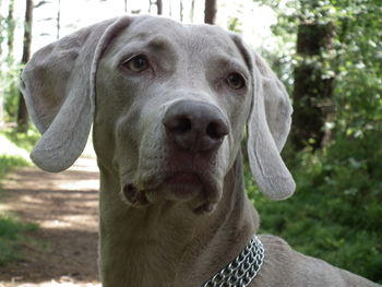 Close-up portrait of dog against trees