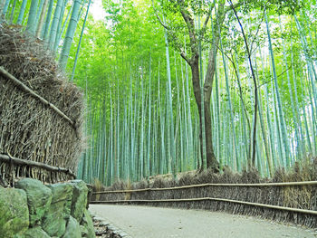 View of bamboo trees in forest