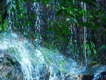 Scenic view of waterfall in forest