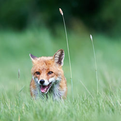 Close-up of rabbit on grassy field