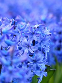 Close-up of purple flowers blooming