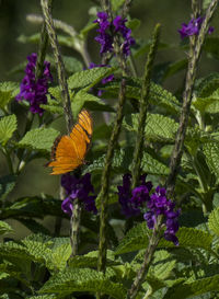 Close-up of butterfly on flower