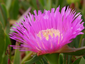 Close-up of pink flowering plant