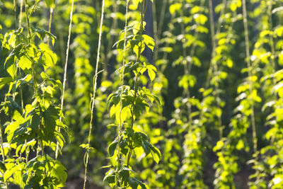 Hop farm field with lupulus plants for make beer , villoria village, spain