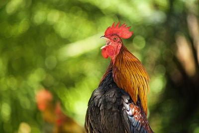 Close-up of rooster