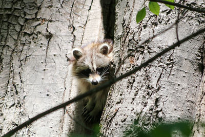 Close-up of an animal