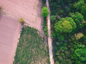 Aeria view of farm and forest