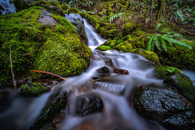 Scenic view of waterfall in forest