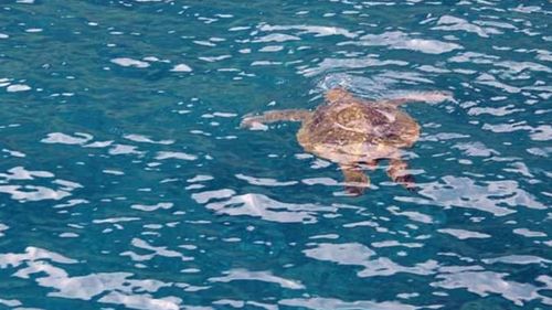 High angle view of fish swimming in sea