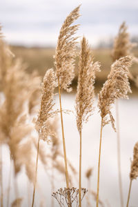 Close-up of stalks in field
