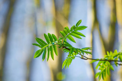 Beautiful rowan tree branches with leaves during spring season.