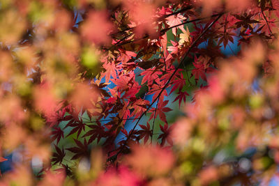 Close-up of multi colored tree