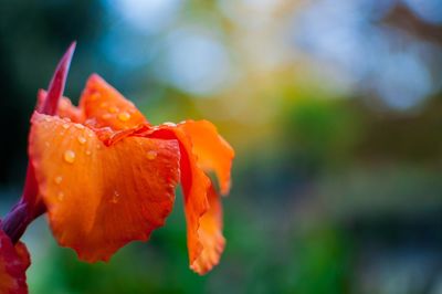 Close-up of water drops on orange flower