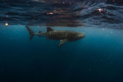 Fish swimming in sea